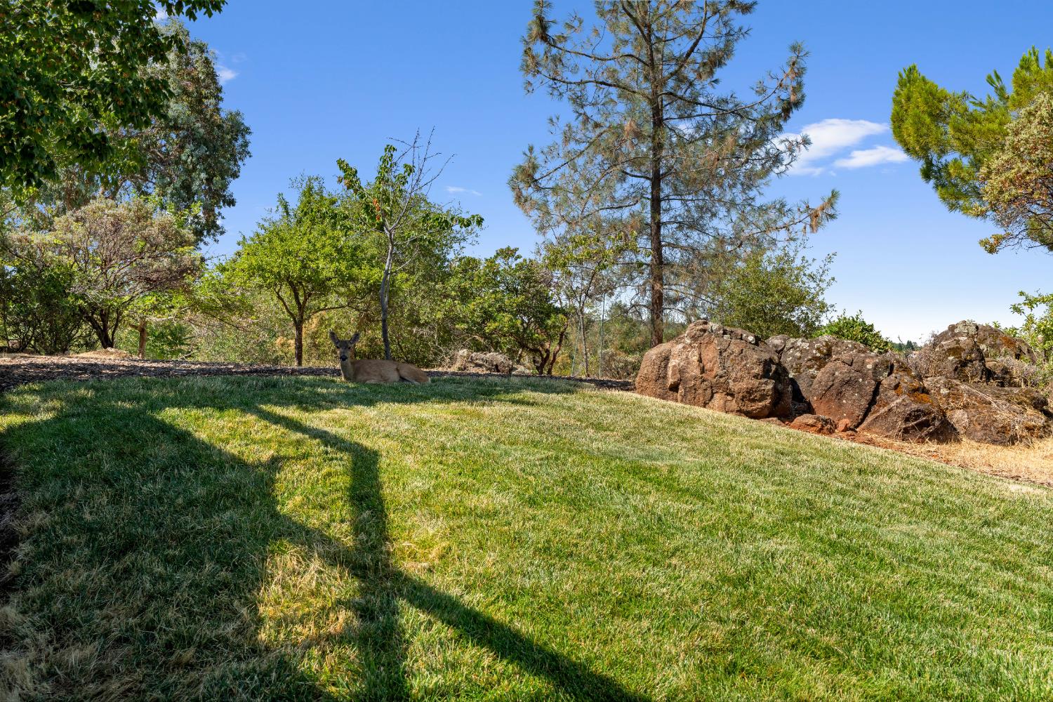 Detail Gallery Image 9 of 57 For 3140 Sierrama Dr, Shingle Springs,  CA 95682 - 4 Beds | 3 Baths