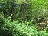 Thumbnail Photo
